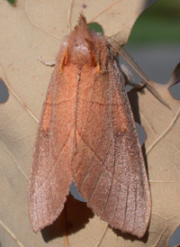 White-dotted Prominent